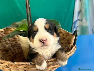 Bovaro del Bernese cani CUCCIOLI BOVARO DEL BERNESE - Annuncio 1