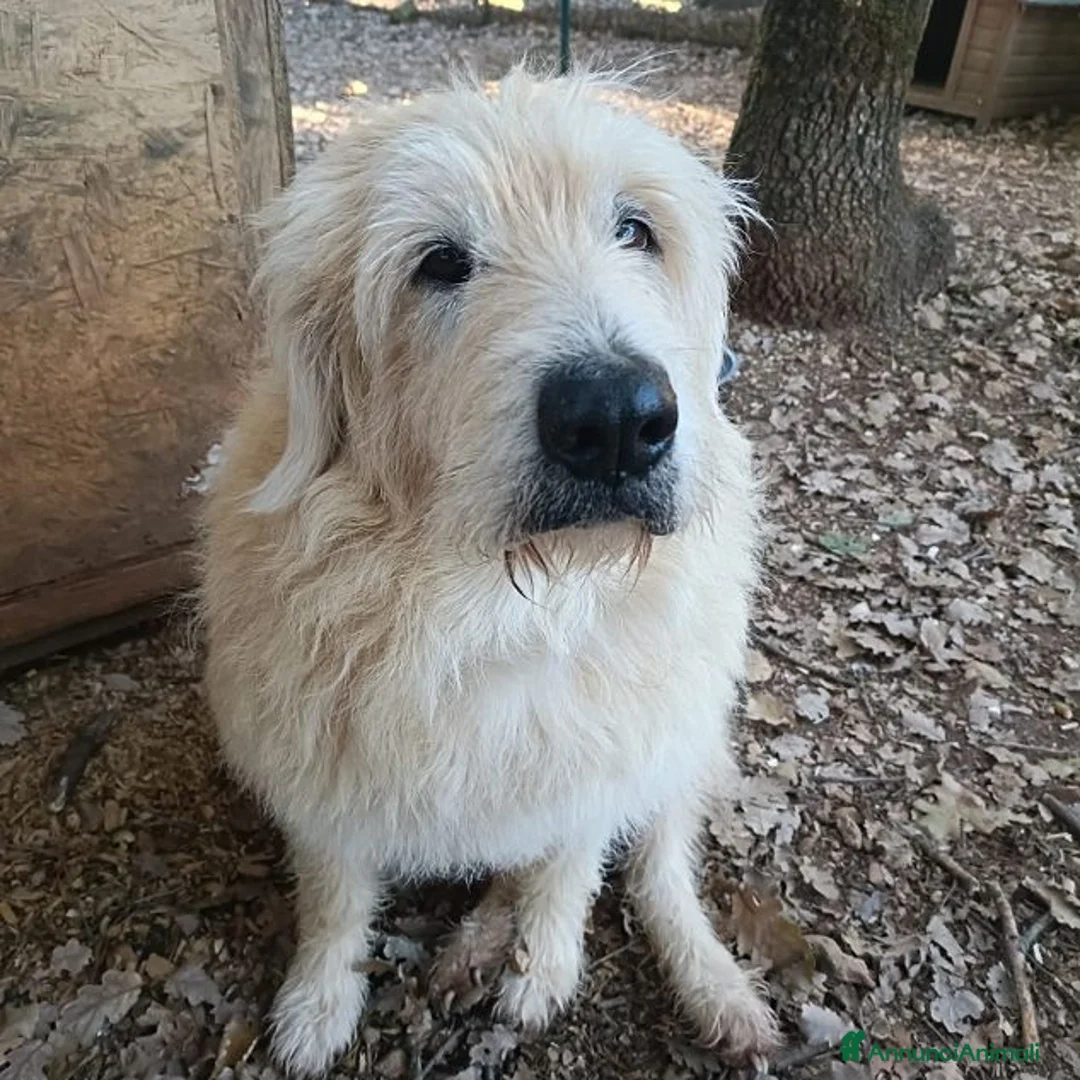 Meticcio cani in regalo: REBECCA bellissima rimasta sola - Annuncio 4