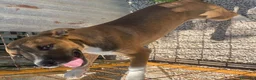 Pitbull cani in regalo: MI ADOTTI? a Città metropolitana di Roma Capitale - Annuncio 7