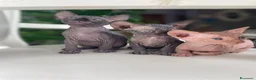 Sphynx gatti in vendita: Cuccioli Sphynks  - Annuncio 10