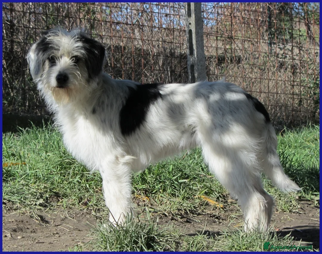 Meticcio cani in regalo: MANNAGGIA CUCCIOLONA SIMIL SPINONCINA - Annuncio 2