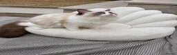 Ragdoll gatti in vendita: Cucciola Ragdoll con pedigree  - Annuncio 8