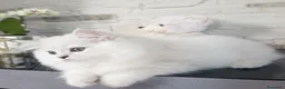 Persiano gatti in vendita: Cuccioli gatto persiano - Annuncio 6