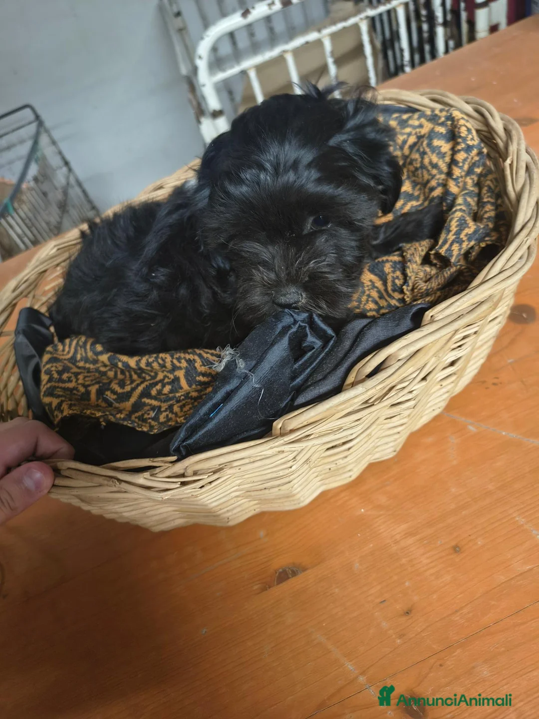 Maltipoo cani in vendita: Maltipo  - Annuncio 2