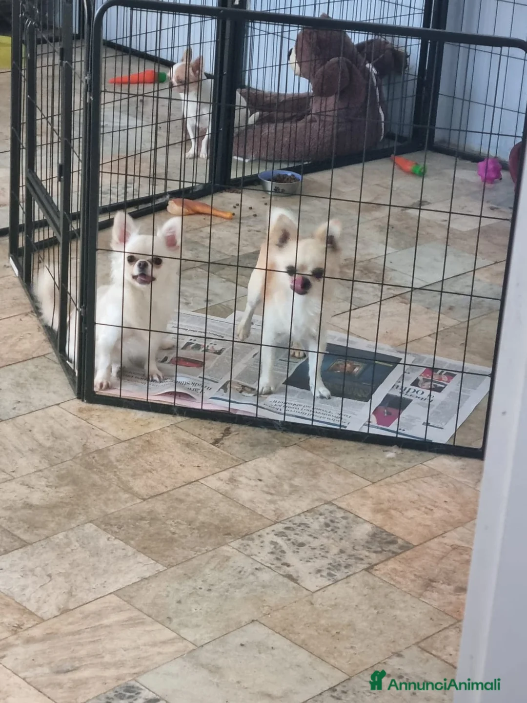 Chihuahua cani in vendita: Cuccioli chihuahua toy occhi azzurri - Annuncio 2