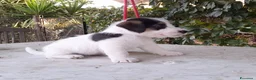 Jack Russell cani in vendita: Jack Russell Terrier Broken Ruvido cuccioli  - Annuncio 4