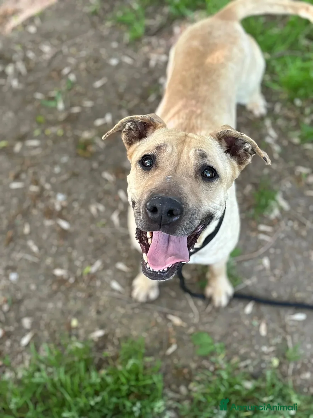 Meticcio cani in regalo: ZOE dolce cagnolina 4 anni cerca casa in adozione - Annuncio 2