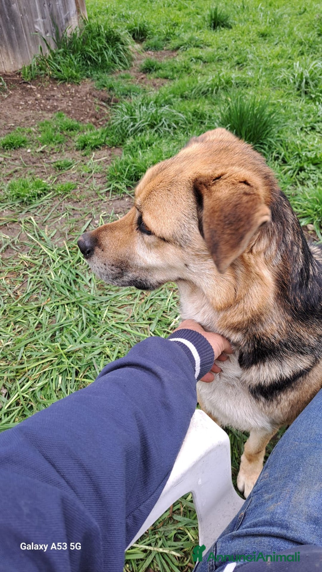 Meticcio cani in regalo: Simil Pastore tedesco 4anni salvato 2anni fa BG - Annuncio 4