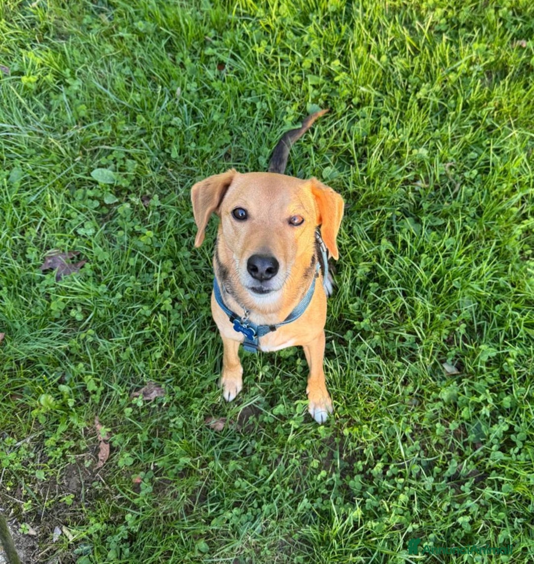 Altre razze cani in regalo: argo  - Annuncio 4