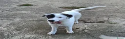 Meticcio cani in regalo: BRIE 🩷 MA DAVVERO NESSUNO MI VUOLE? 🥺 a Provincia di Modena - Annuncio 15
