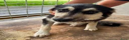Meticcio cani in regalo: AGNESE in cerca di una famiglia - Annuncio 3