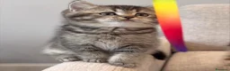 British gatti in vendita: Dolcissimi cuccioli di british shorthair - Annuncio 7
