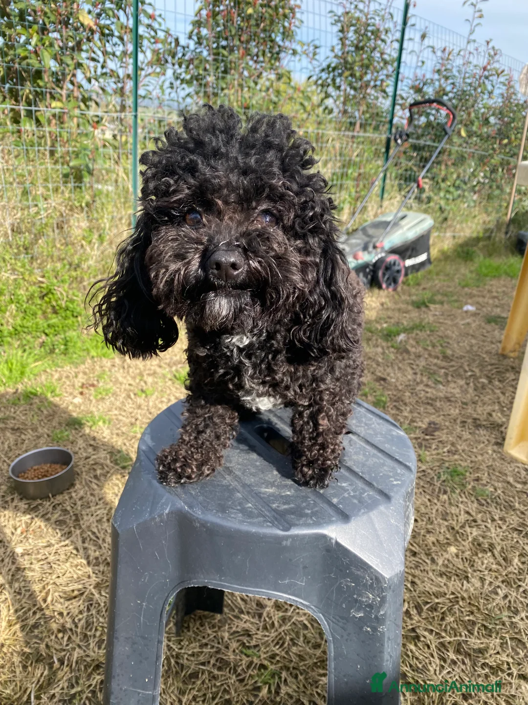 Barboncino Toy cani per accoppiamento: Barboncino Toy  - Annuncio 10