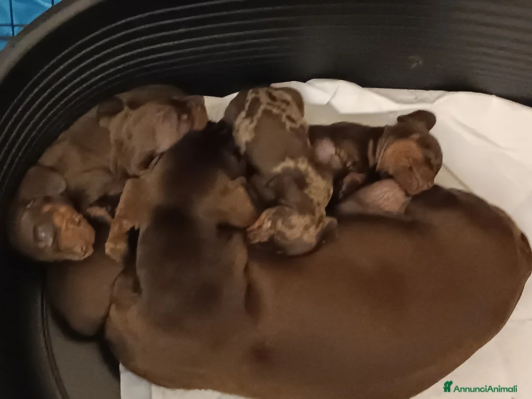 Bassotto cani in vendita: Cucciolo bassotto tedesco Pedigree - Annuncio 5