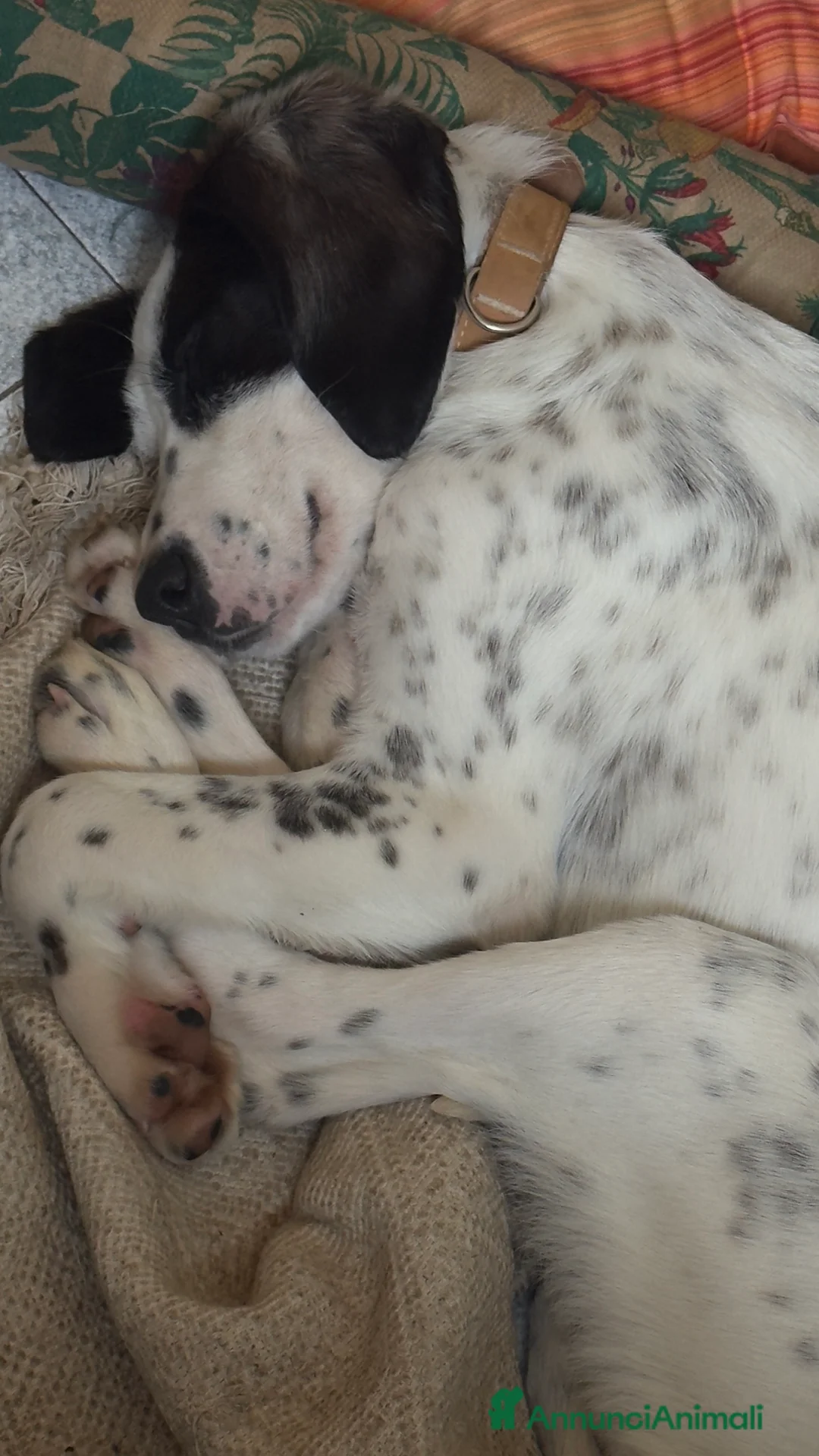 Meticcio cani in regalo: Regalo cucciolo di 4 mesi a Provincia di Varese - Annuncio 4