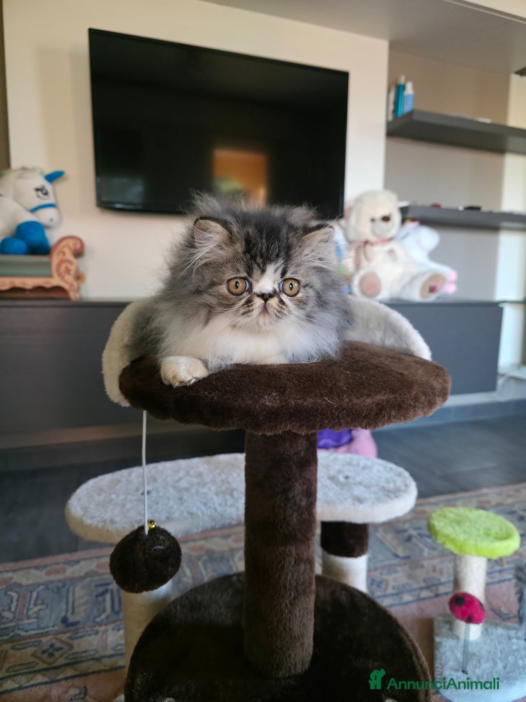 Persiano gatti in vendita: Cucciolo persiano  - Annuncio 7