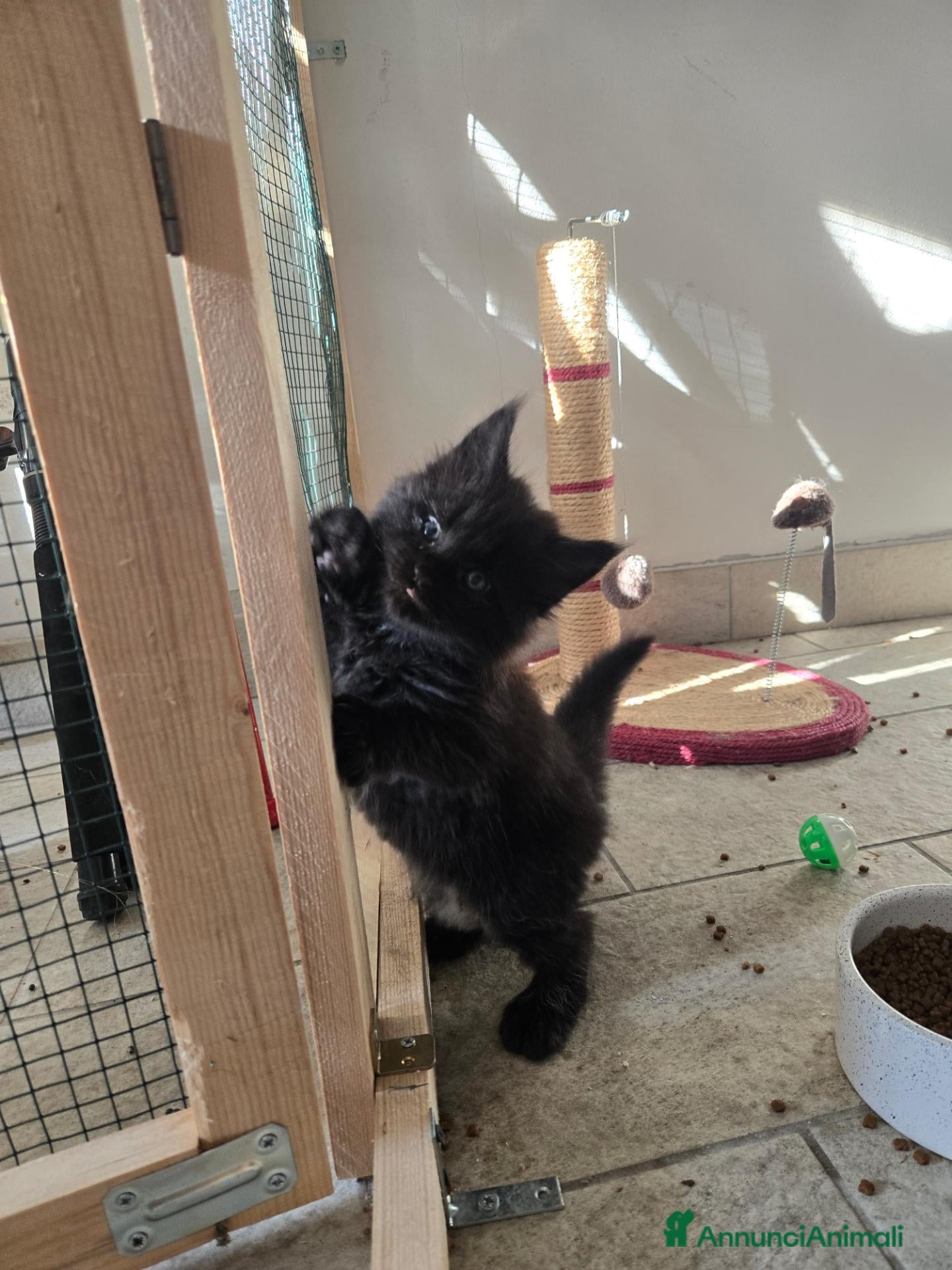 Maine Coon gatti Maine Coon Enfi  - Annuncio 2