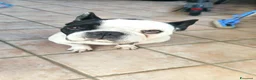 Bulldog Francese cani per accoppiamento: Ettore cerca fidanzata a Città metropolitana di Roma Capitale - Annuncio 4