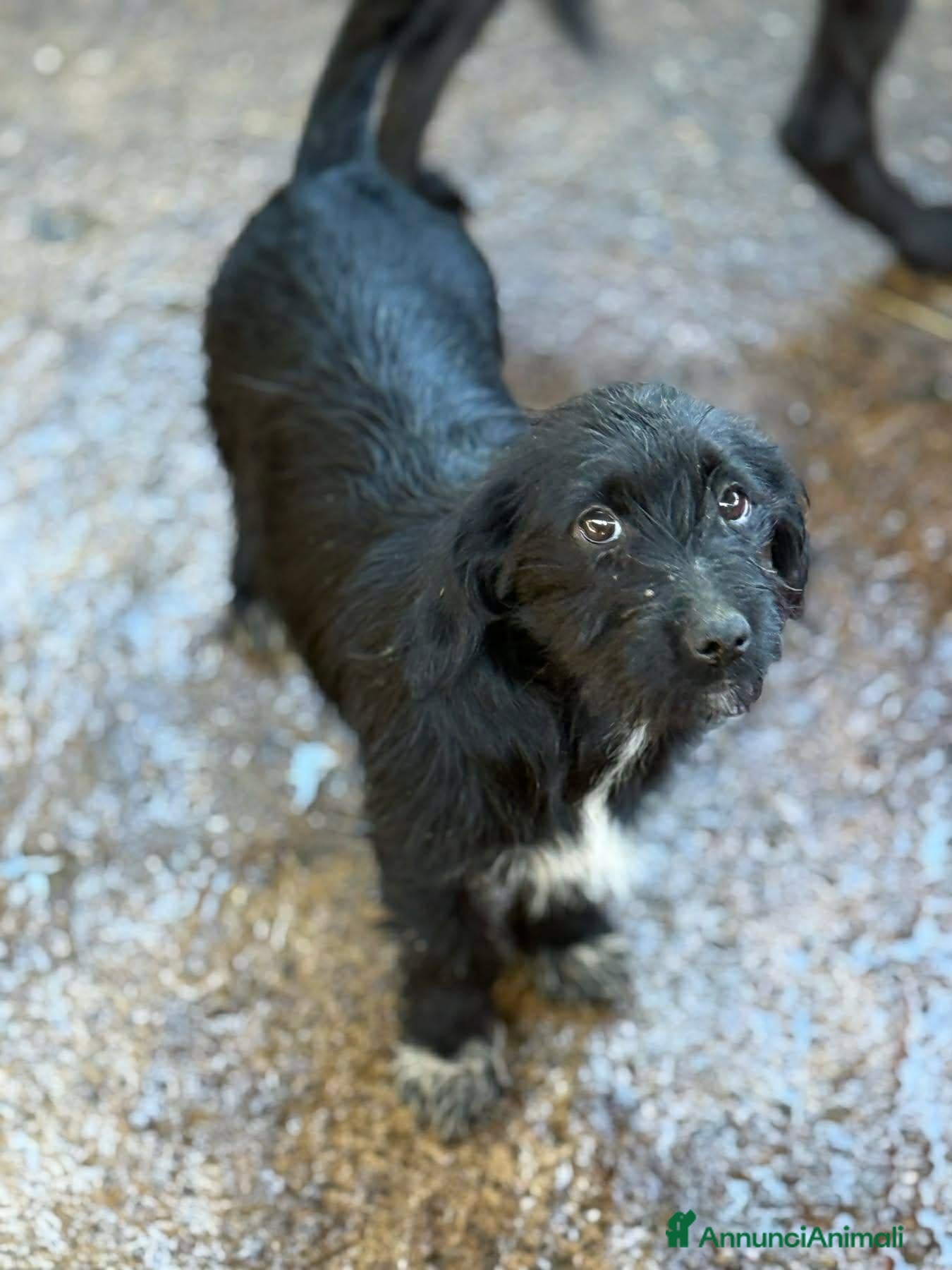 Meticcio cani NERA, timida cucciola baffuta TG PICCOLA! - Annuncio 20