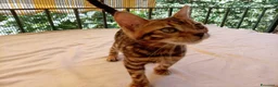 Bengala gatti in vendita: Cuccioli di gatto del Bengala  - Annuncio 6