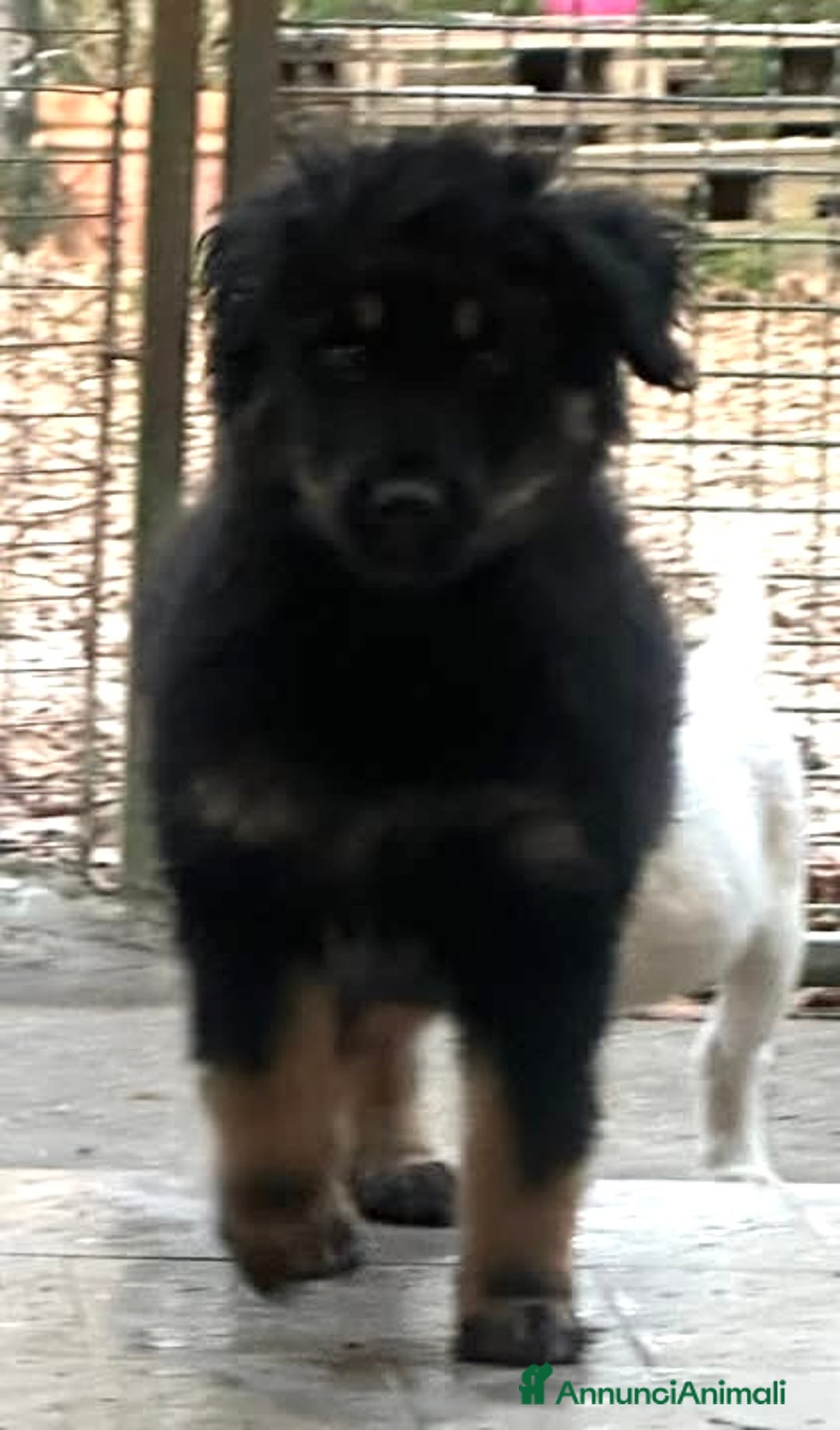 Meticcio cani in regalo: Cucciolo 2 mesi tg medio abbondante  - Annuncio 3