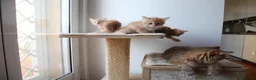 Siberiano gatti in vendita: Cucciola siberiana - Annuncio 1