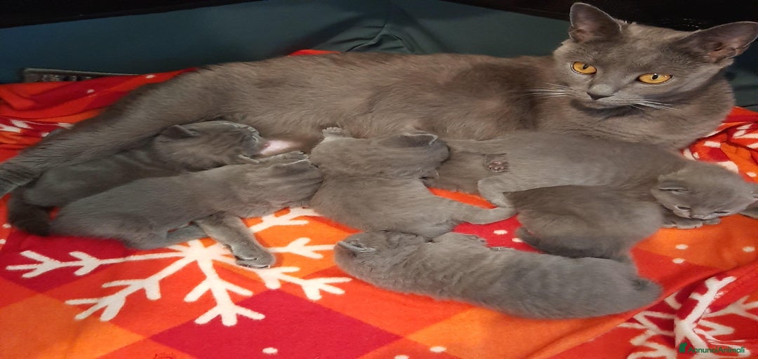 Immagine della galleria {{count}}