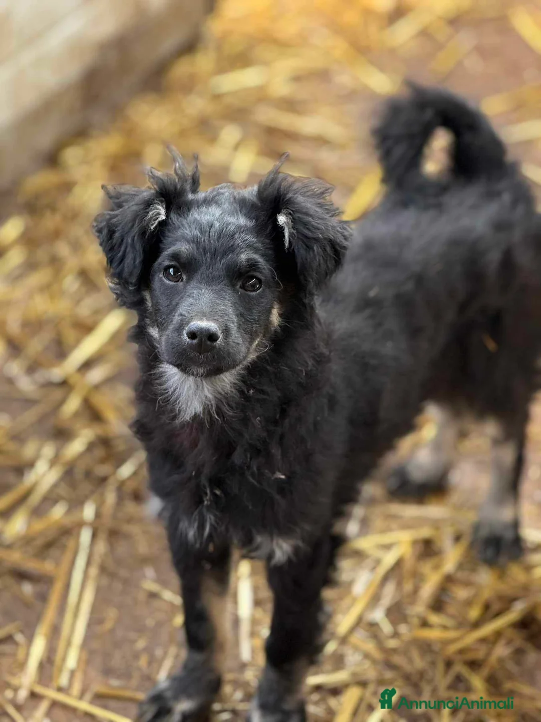 Meticcio cani in regalo: KITTY, cucciola buonissima dimenticata da tutti! - Annuncio 1