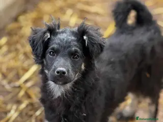 Meticcio cani KITTY, cucciola buonissima dimenticata da tutti! - Annuncio 34