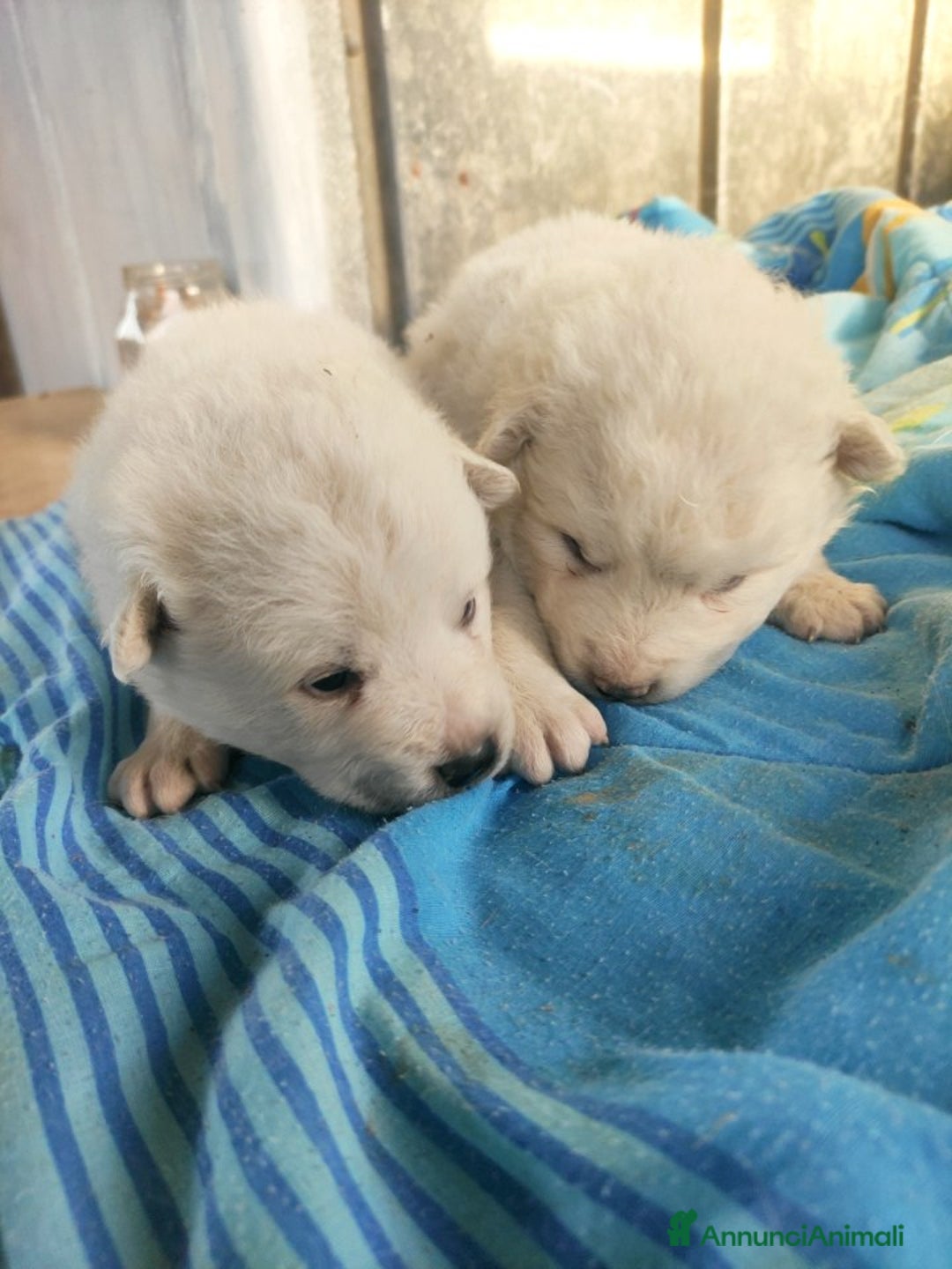 Volpino Italiano cani in vendita: Volpino italiano  - Annuncio 4