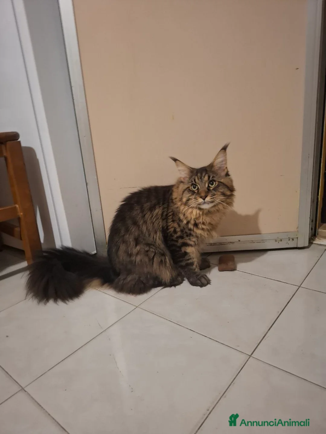 Maine Coon gatti in vendita: Мальчик Майн Кун 11 месяцев ищет семью.  - Annuncio 10