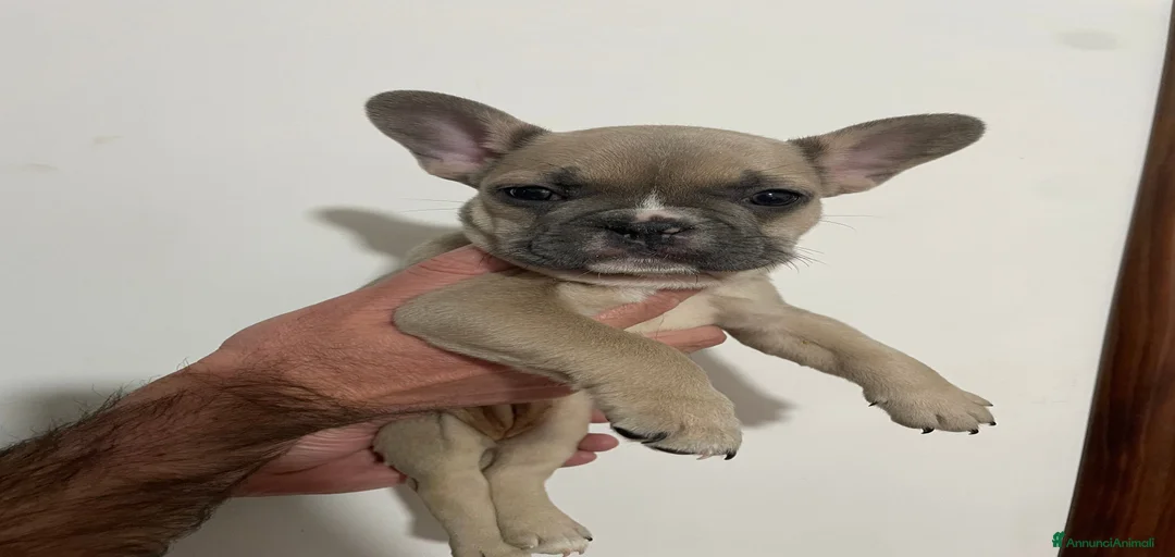 Immagine della galleria {{count}}