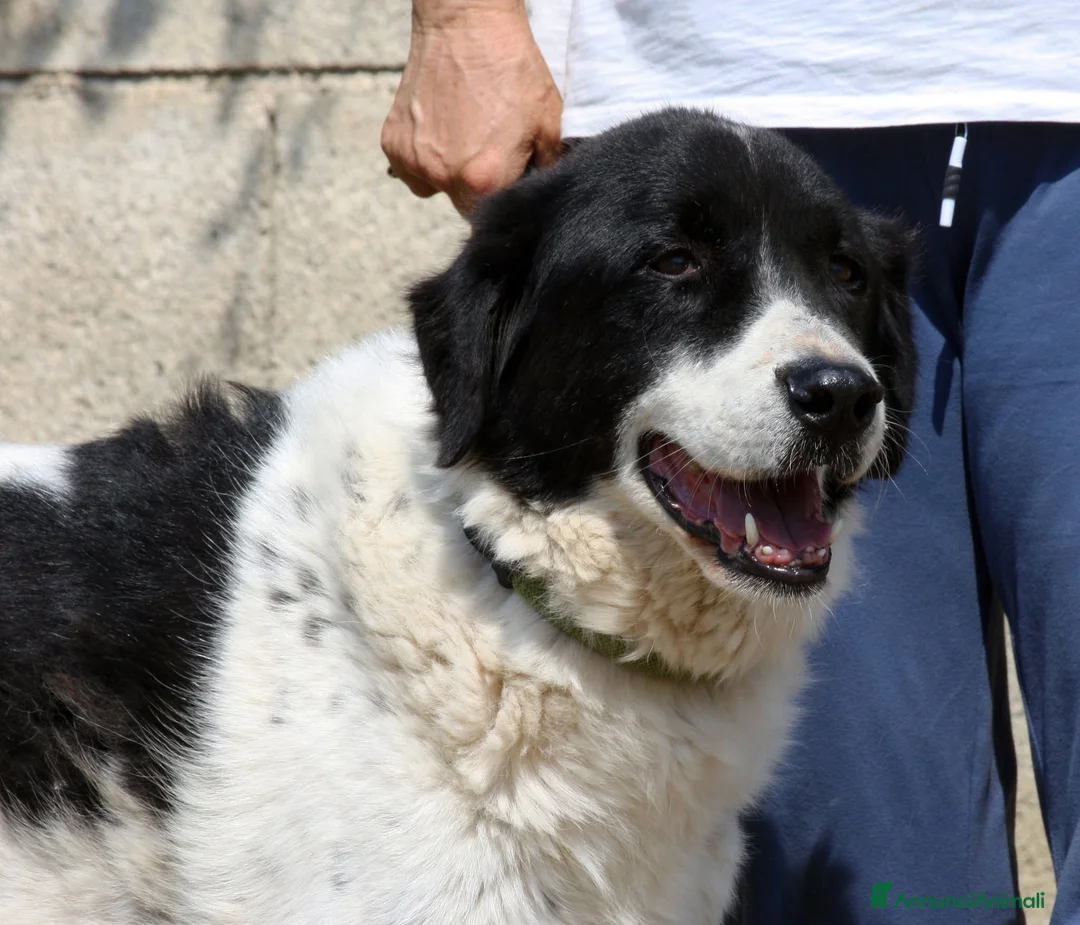 Meticcio cani in regalo: Panda dolce cagnolone in adozione  - Annuncio 1
