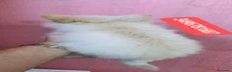 Spitz cani in vendita: SPITZ TEDESCO PICCOLO ultime batuffole vaccinate - Annuncio 4