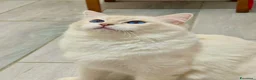Ragdoll gatti in vendita: Cuccioli di ragdoll - Annuncio 17