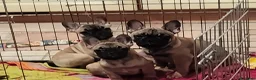 Bulldog Francese cani in vendita: Ultima cucciola di Bulldog francese cream - Annuncio 5