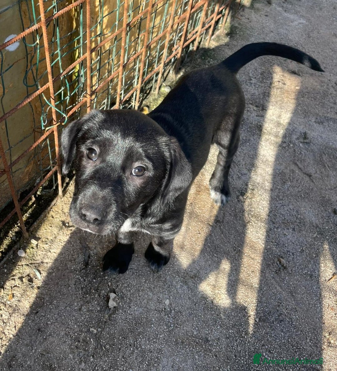 Meticcio cani in regalo: ADOTTA LA TENERA VITTORIA - Annuncio 4