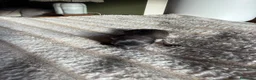 Chihuahua cani in vendita: Chihuahua a Provincia di Brescia - Annuncio 6