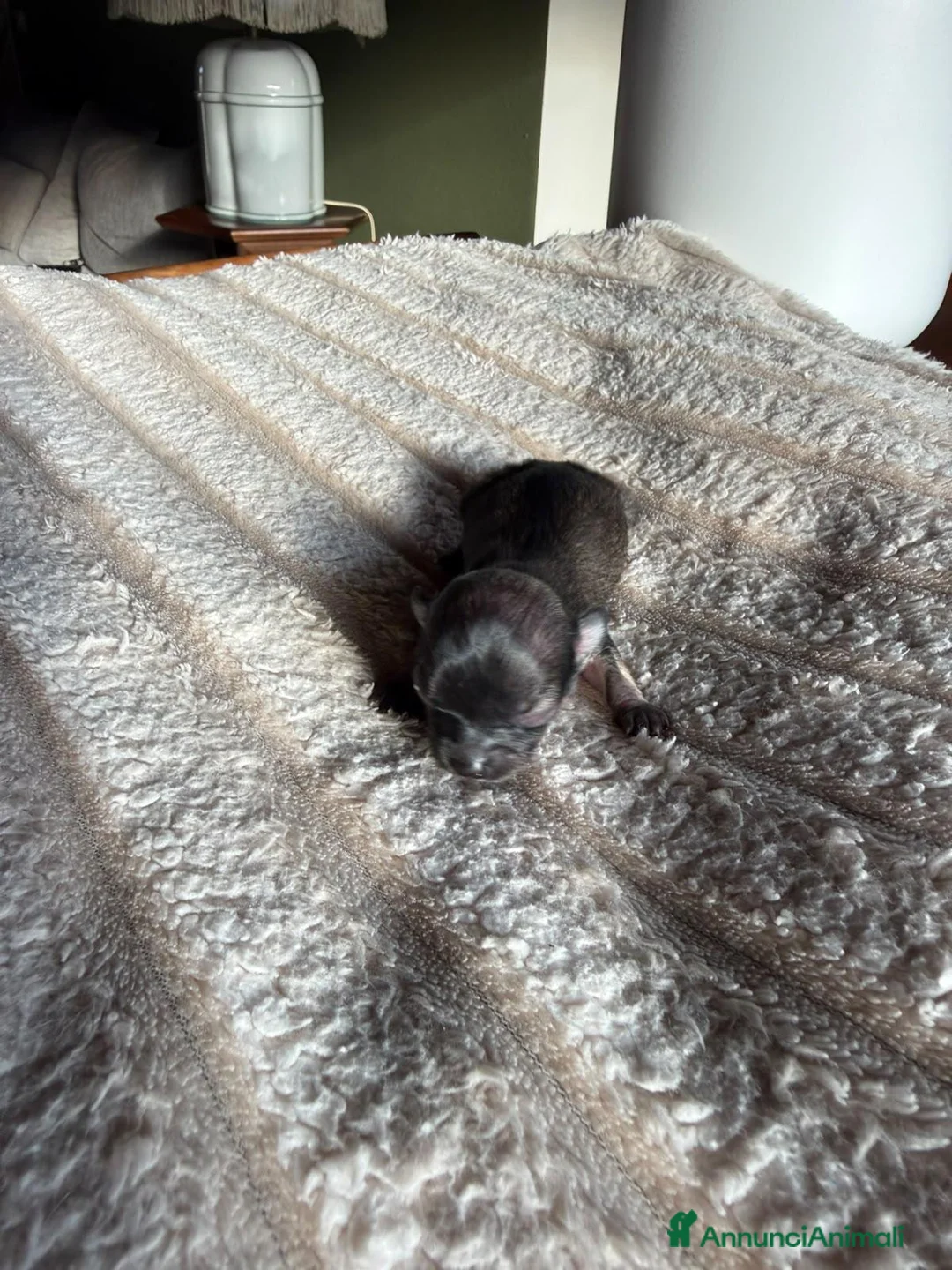 Chihuahua cani in vendita: Chihuahua a Provincia di Brescia - Annuncio 6