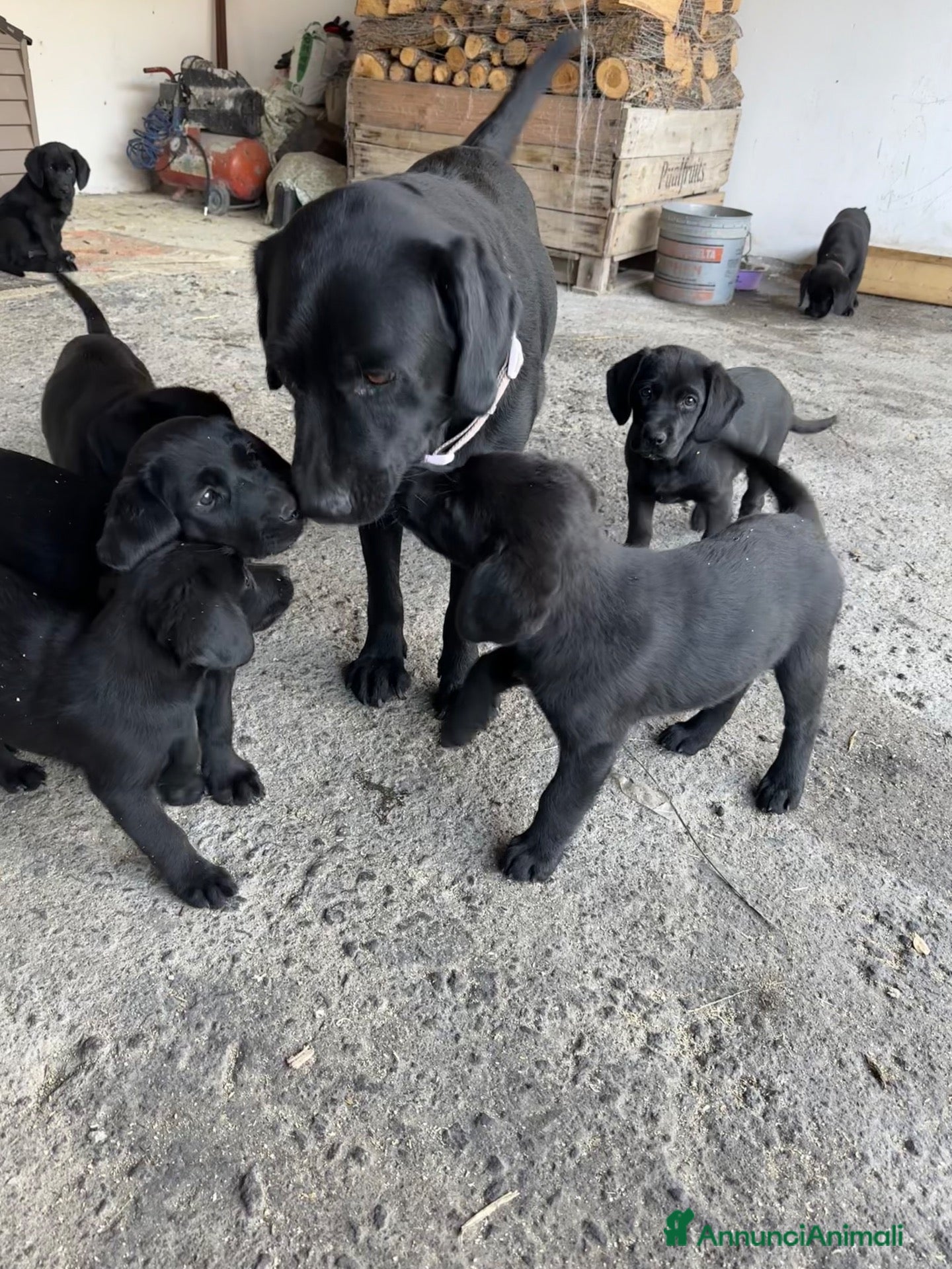 Labrador cani in vendita: Ultimi Cuccioli Labrador retriver disponibili🐾 - Annuncio 4
