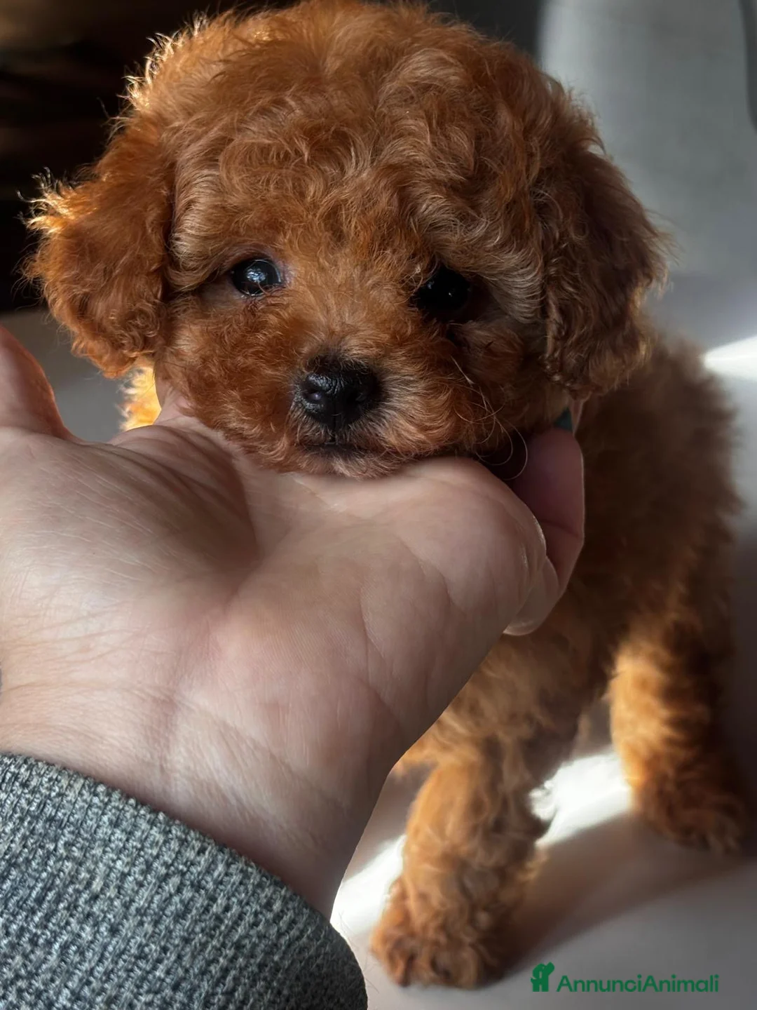 Barboncino Toy cani in vendita: Barboncini toy fulvi  - Annuncio 1