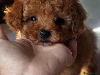 Barboncino Toy cani Barboncini toy fulvi - Annuncio 28