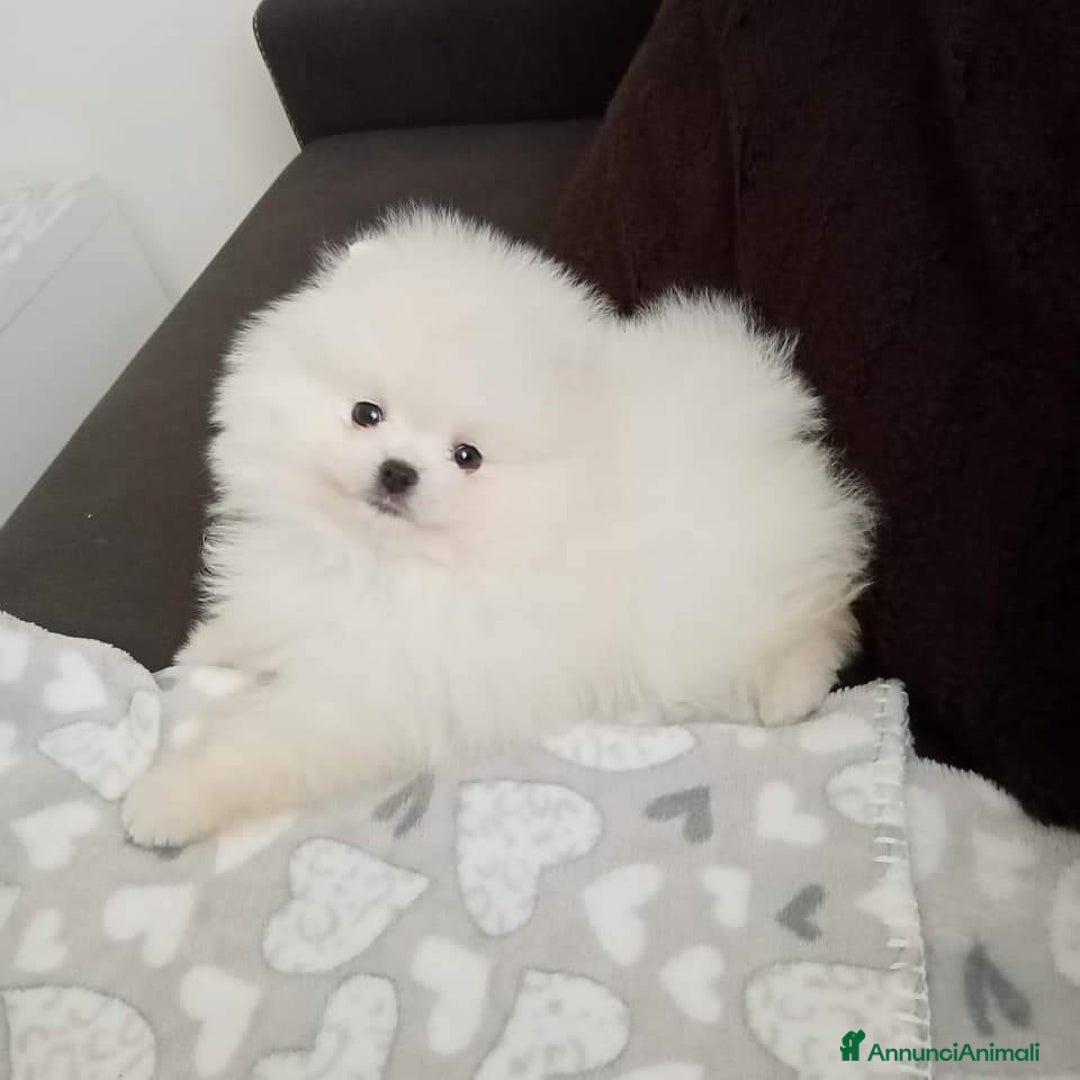 Spitz cani in vendita: Spitz tedesco NANO Pomerania  - Annuncio 18