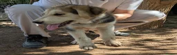 Meticcio cani in regalo: Cuccioli meticci cercano casa - Annuncio 6