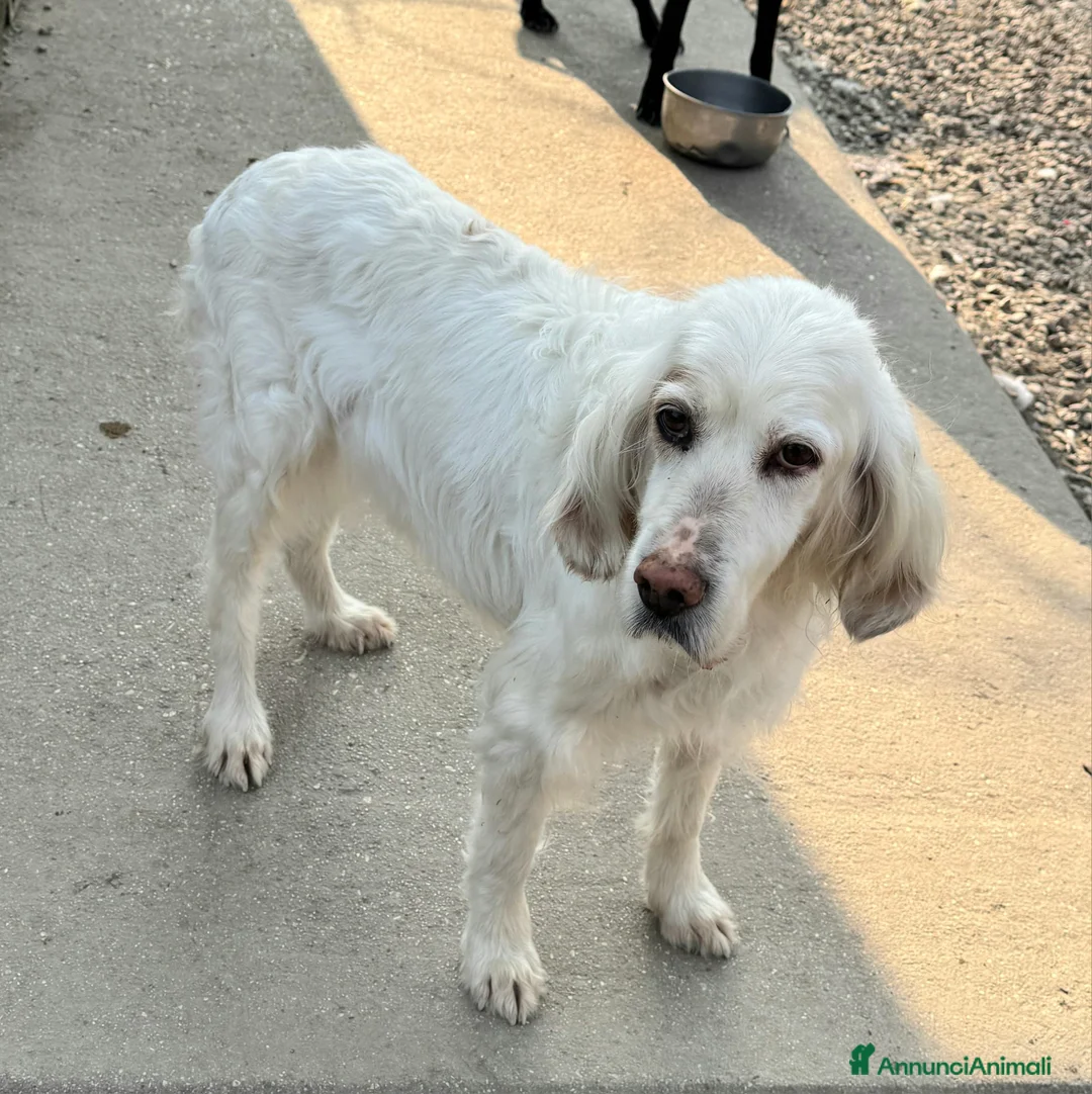 Setter Inglese cani in regalo: Liz 14 anni setter inglese  a Provincia di Teramo - Annuncio 2