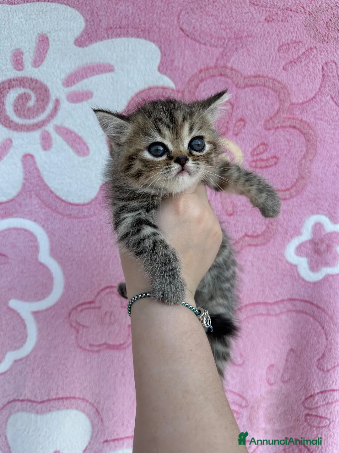 Exotic Shorthair gatti in vendita: Cuccioli Exotic shorthair  - Annuncio 2