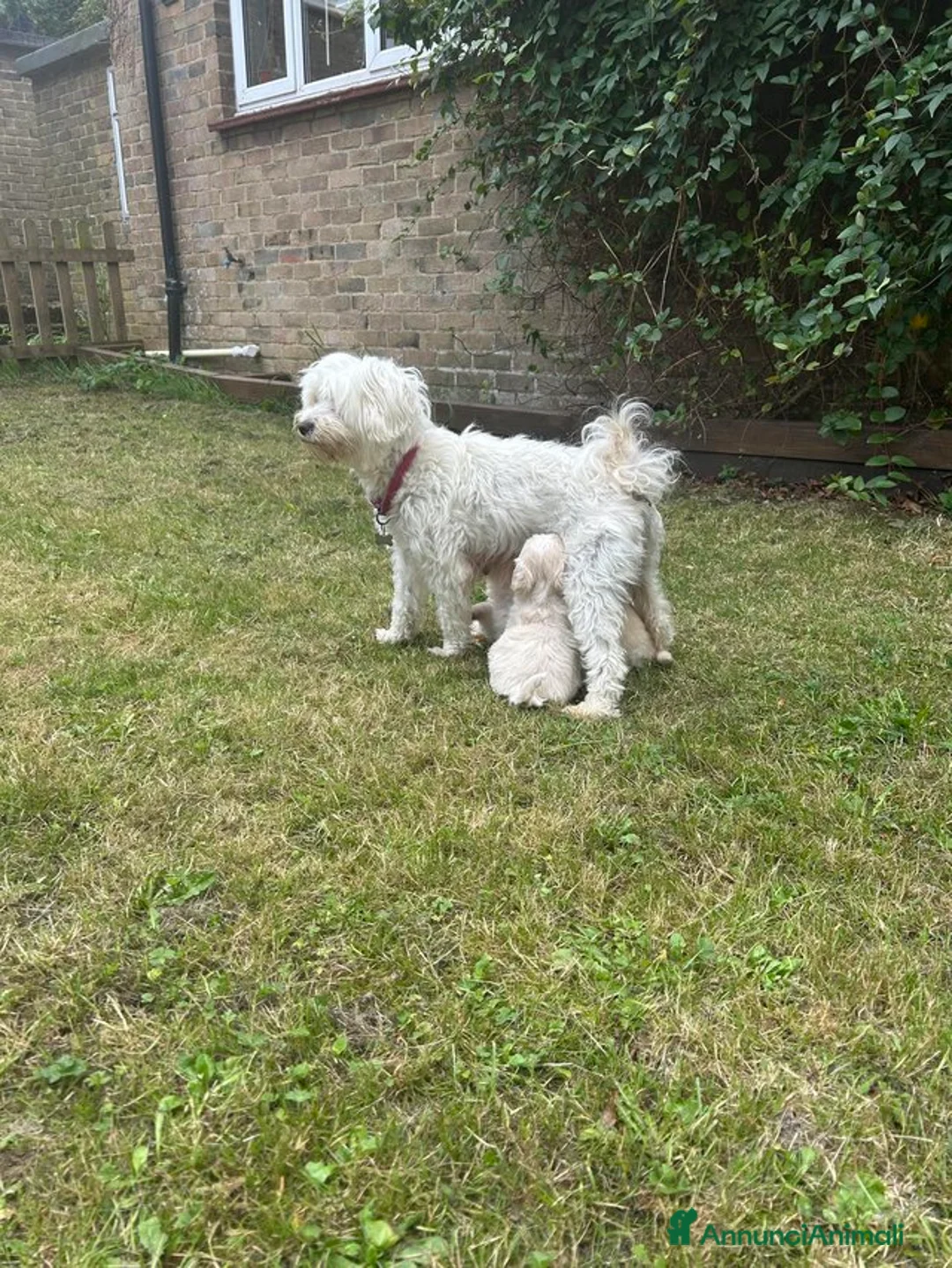 Maltese cani in vendita: Disponibili splendidi cuccioli Maltese  - Annuncio 1