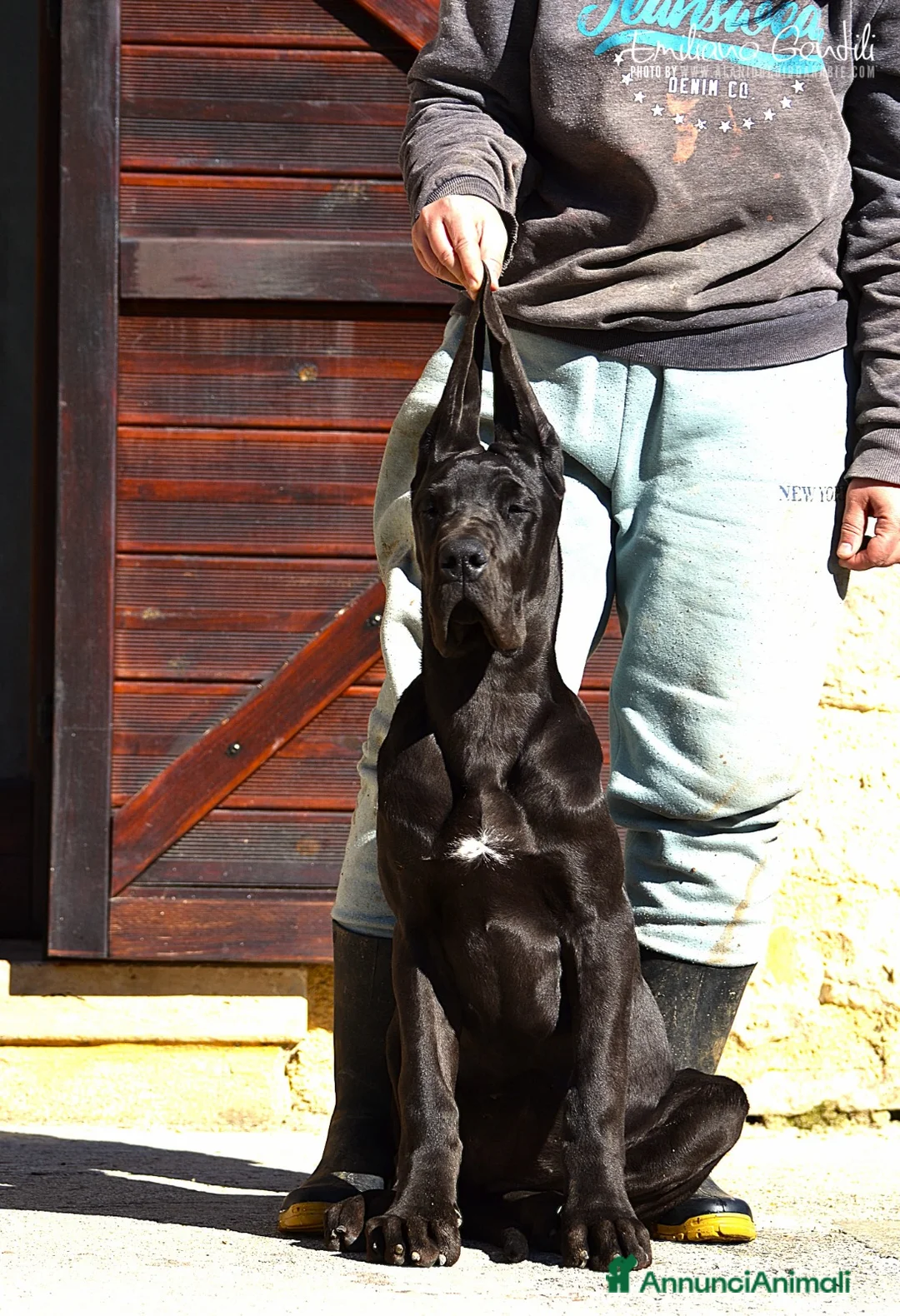 Alano cani in vendita: Femmina Nera Alano - Annuncio 9