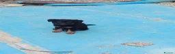 Meticcio cani in regalo: Bellissimi cagnolini - Annuncio 5