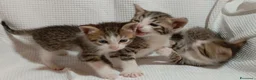Meticcio gatti in vendita: gattini portafortuna - Annuncio 3